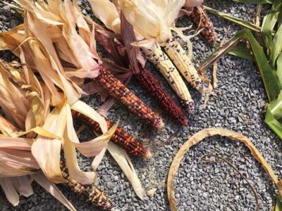 Dear MOTHER: Improving Pollinators Image